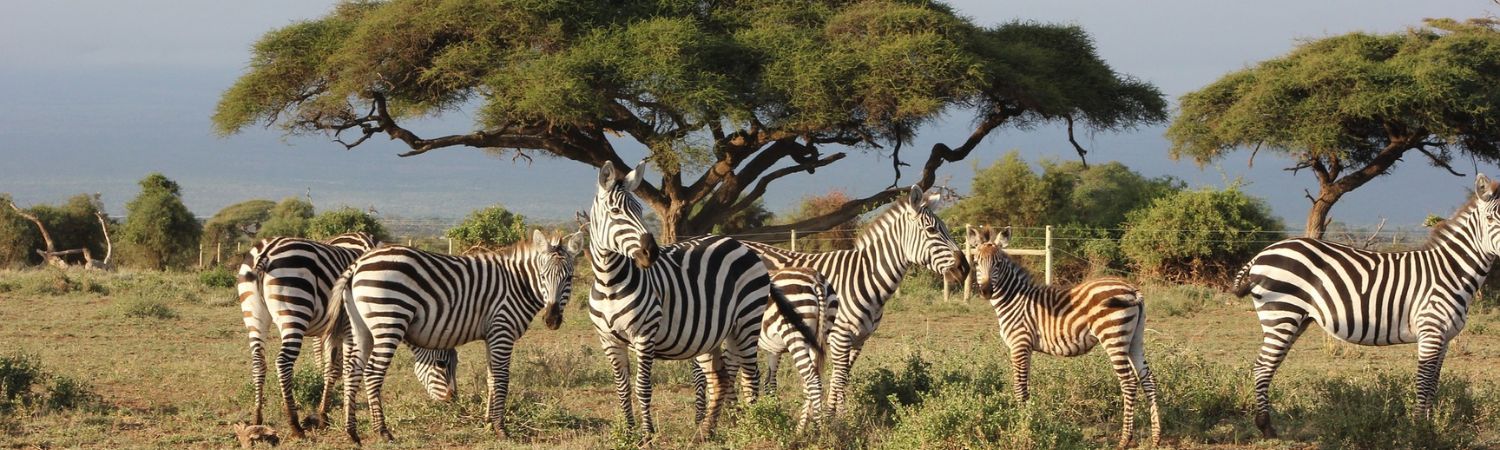 zebras in kenya forest